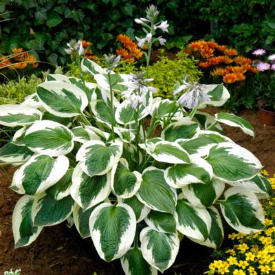 Hosta 'Minuteman'